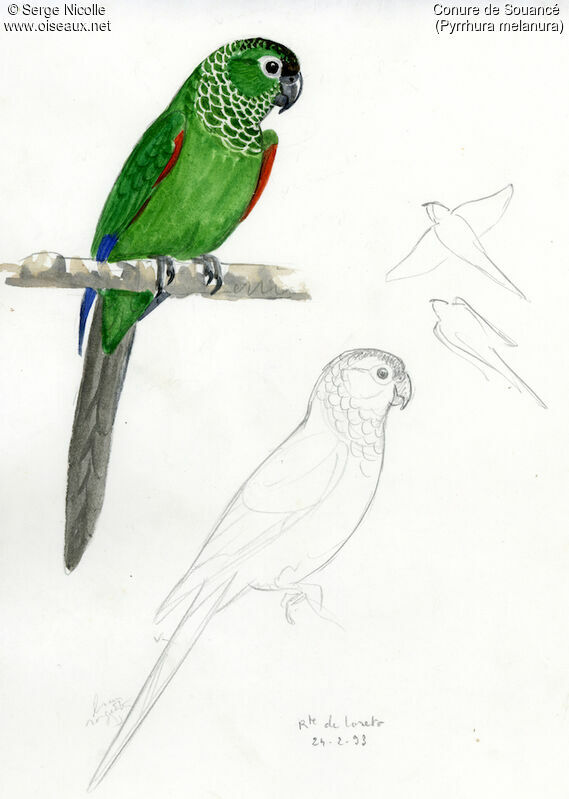Maroon-tailed Parakeet, identification