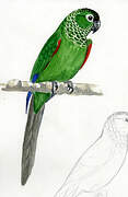 Maroon-tailed Parakeet