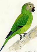 Dusky-headed Parakeet