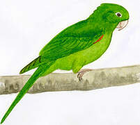 Hispaniolan Parakeet