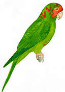 Conure mitrée