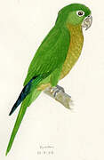 Olive-throated Parakeet