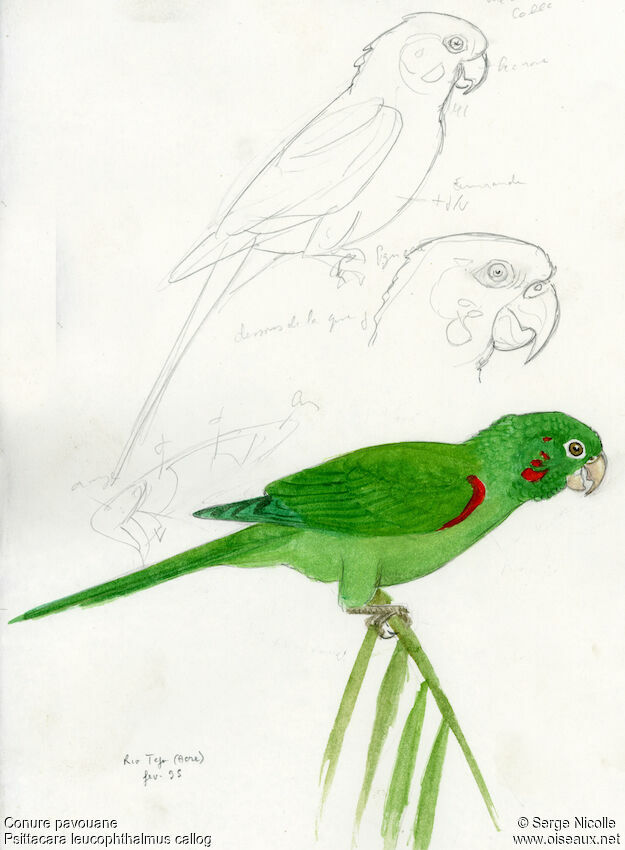 Conure pavouane, identification