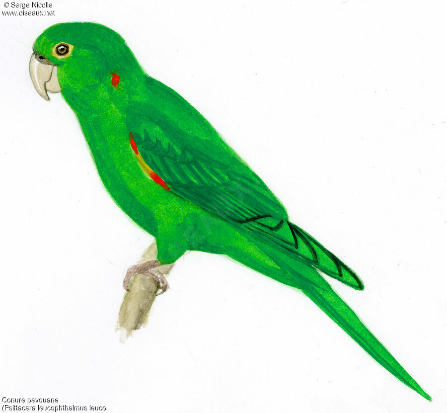 Conure pavouane, identification