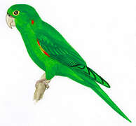 White-eyed Parakeet