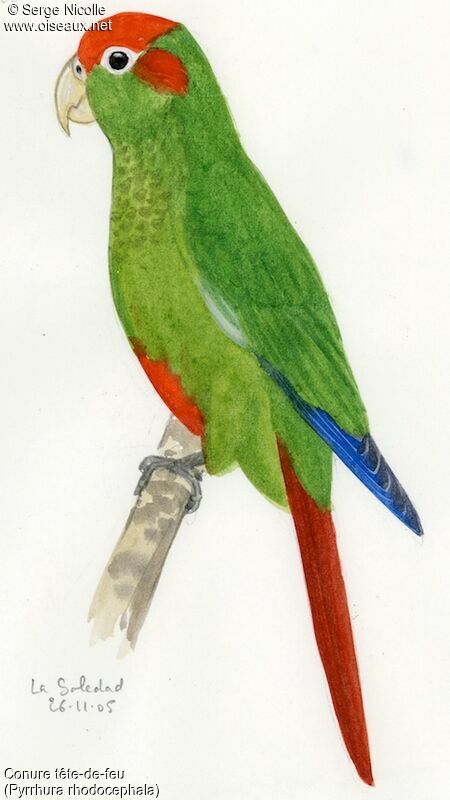 Rose-crowned Parakeet, identification