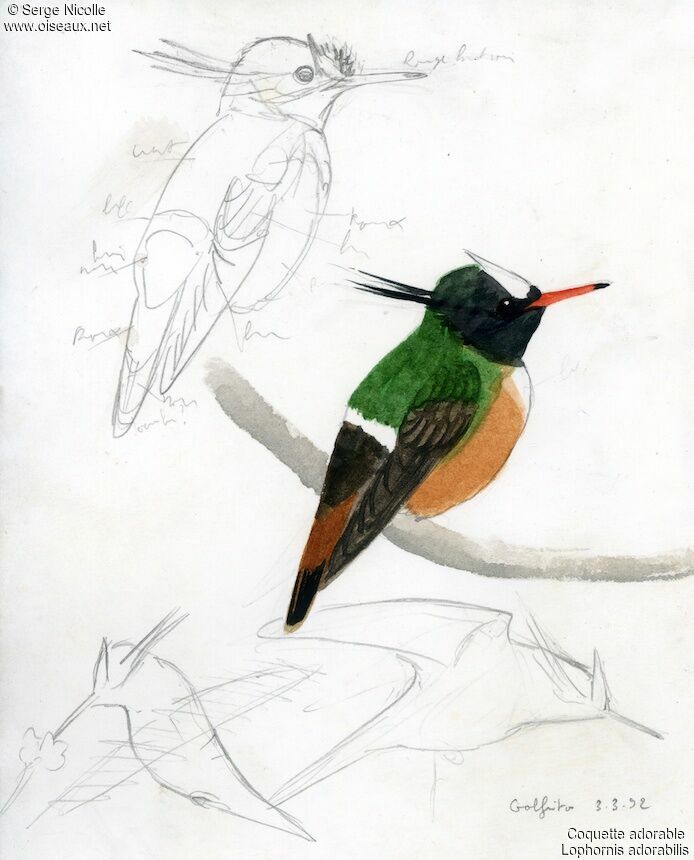 White-crested Coquette, identification