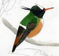 White-crested Coquette