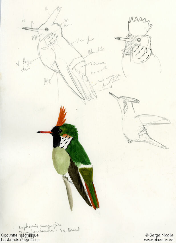 Frilled Coquette, identification