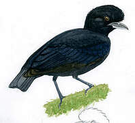 Long-wattled Umbrellabird