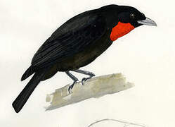 Red-ruffed Fruitcrow