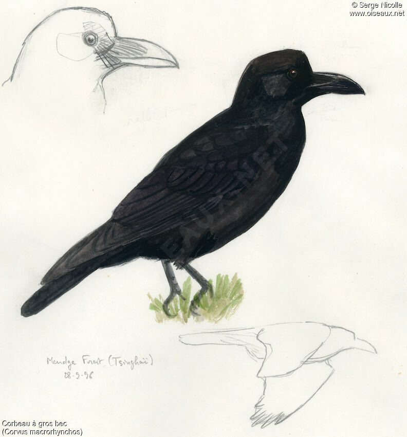 Large-billed Crow, identification