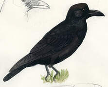 Large-billed Crow