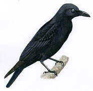 Torresian Crow