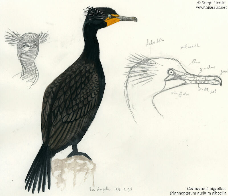 Double-crested Cormorant, identification