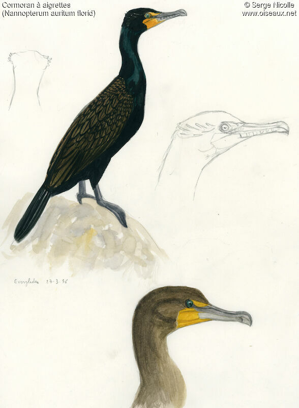 Cormoran à aigrettes, identification