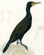 Double-crested Cormorant