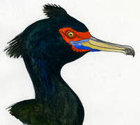 Red-faced Cormorant