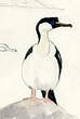 Cormoran antarctique