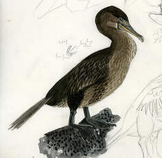 Cormoran aptère