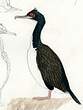 Cormoran de Bougainville