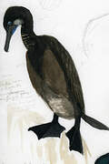 Brandt's Cormorant