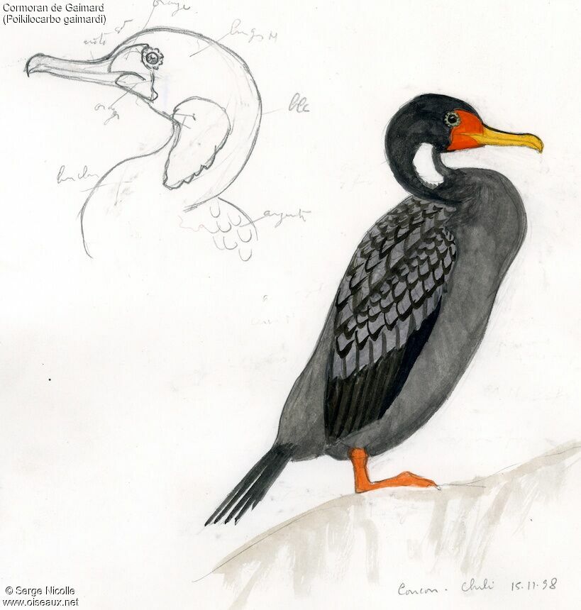 Cormoran de Gaimard, identification