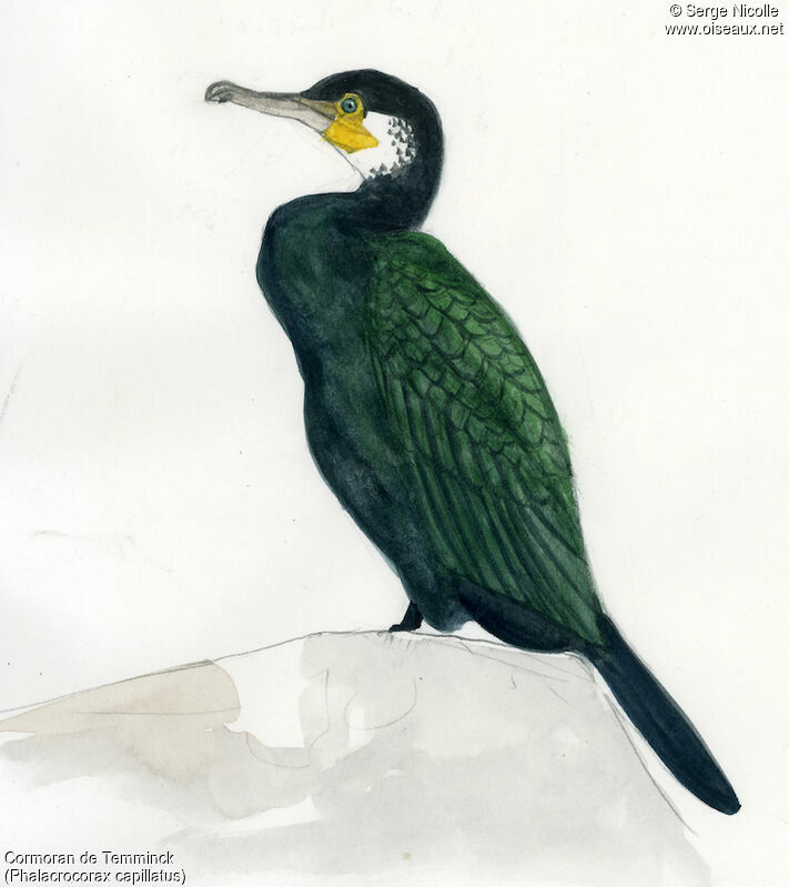 Cormoran de Temminck, identification