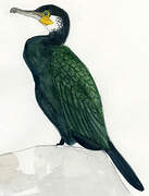 Cormoran de Temminck