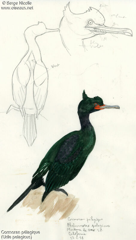 Pelagic Cormorant, identification