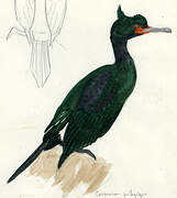 Pelagic Cormorant