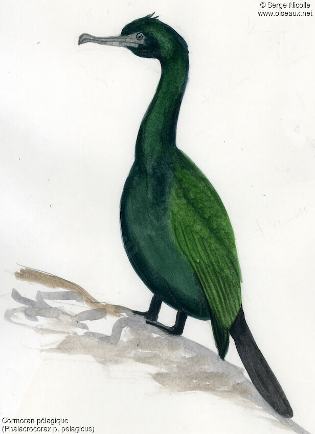 Cormoran pélagique, identification