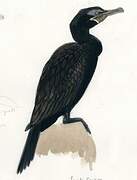 Cormoran vigua