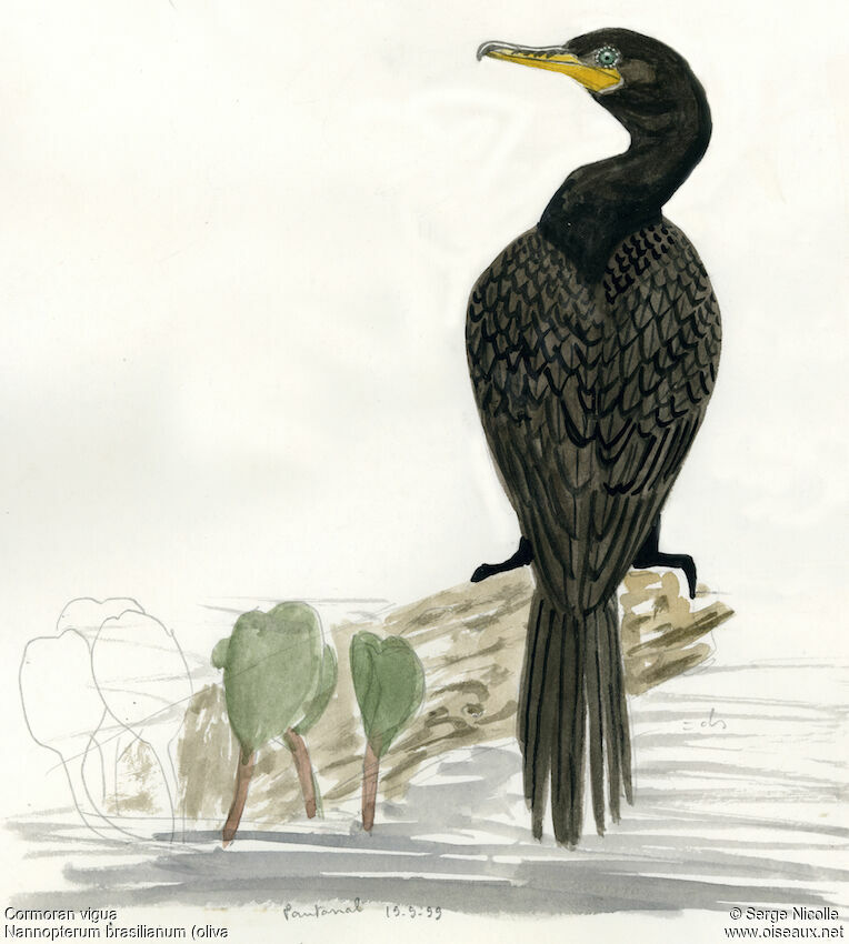 Cormoran vigua, identification