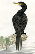 Neotropic Cormorant