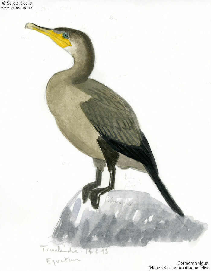 Neotropic Cormorant, identification