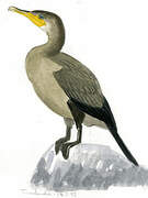 Neotropic Cormorant