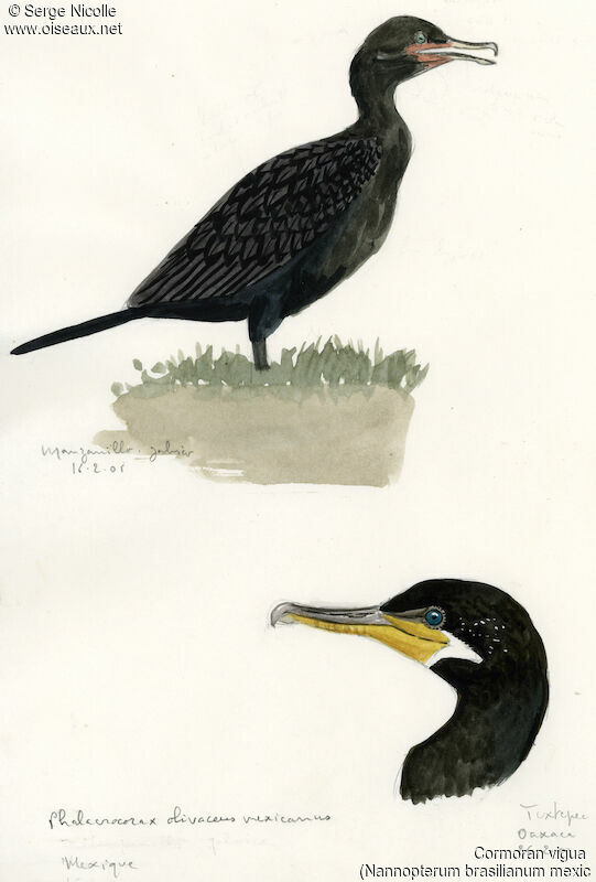 Neotropic Cormorant, identification