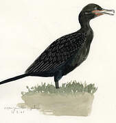 Neotropic Cormorant