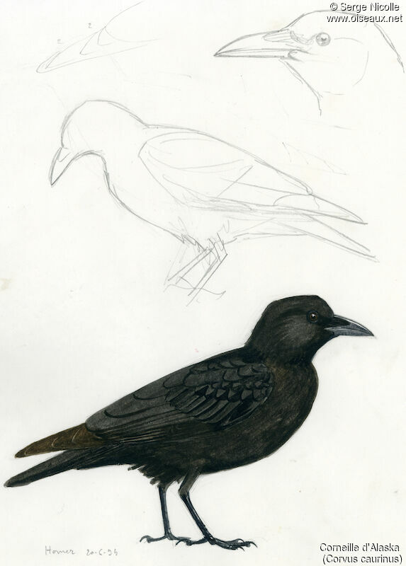 American Crow (caurinus), identification