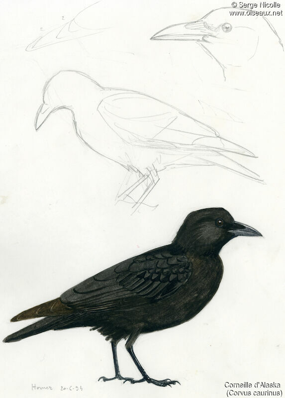 Northwestern Crow