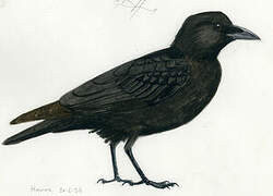 Northwestern Crow