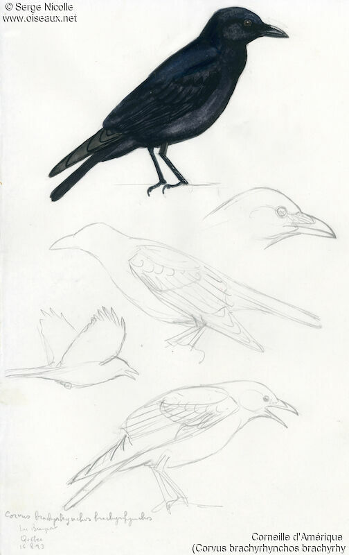 American Crow, identification