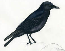 American Crow