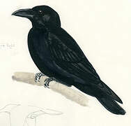 American Crow