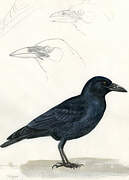 Cuban Crow