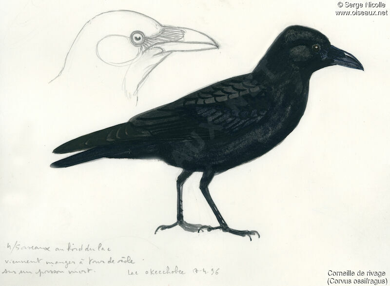 Fish Crow, identification