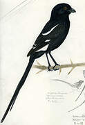 Magpie Shrike