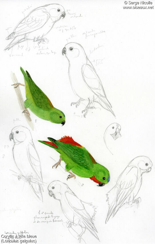 Blue-crowned Hanging Parrot, identification