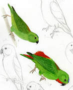 Blue-crowned Hanging Parrot